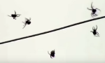 ‘Lluvia de arañas’: el fenómeno no apto para aracnofóbicos que se puede ver en Brasil