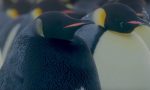 Consiguen filmar a un pingüino completamente negro: «el más raro del mundo»