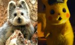 Pica de Ilí: el animal en peligro que podría ser Pikachu en la vida real