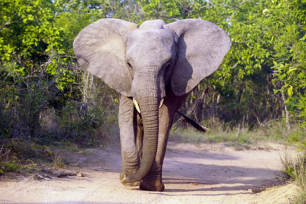 Gran elefante africano. Wikimedia