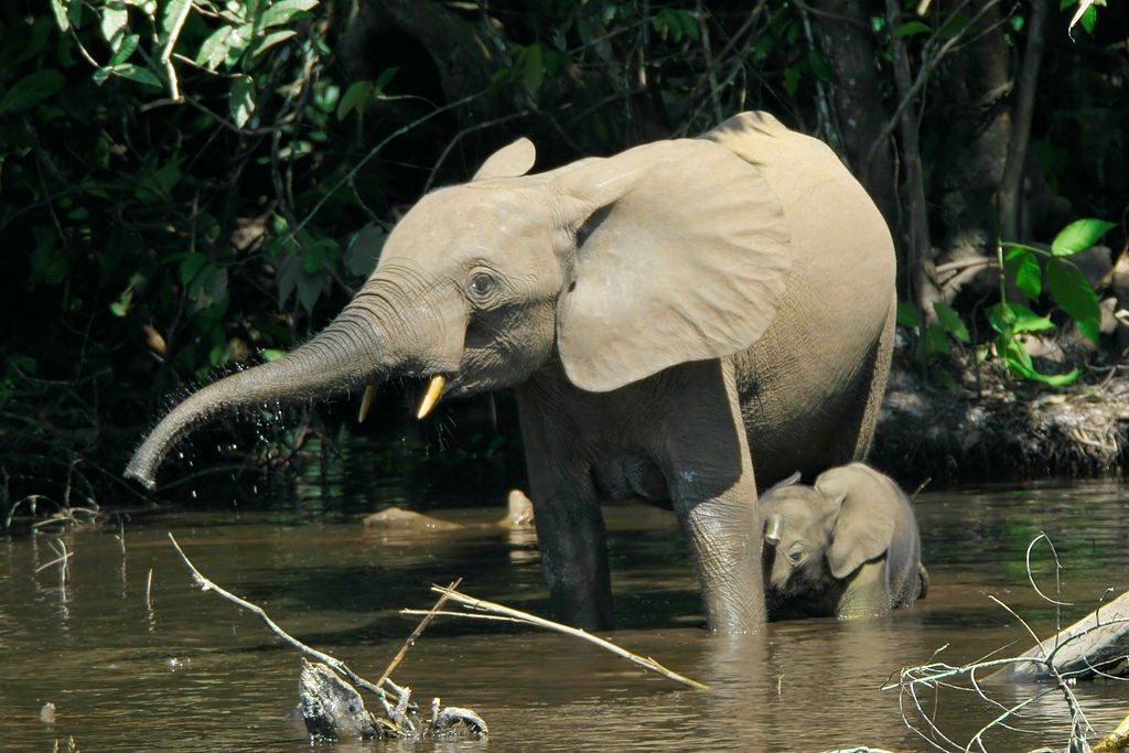Elefante africano de bosque. Wikimedia