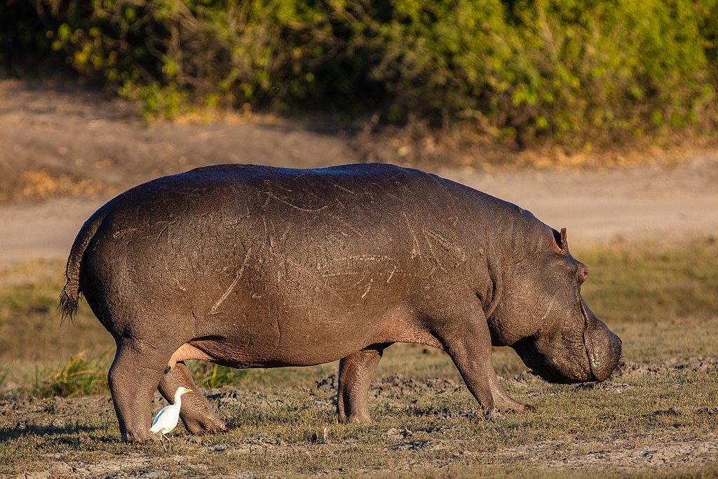 Hipopótamo común. Wikimedia