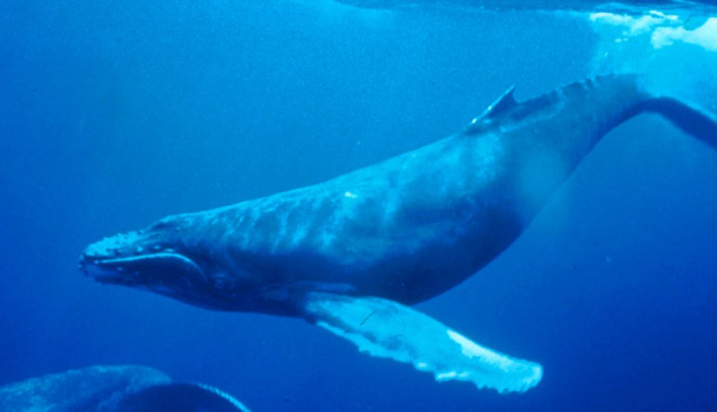 Yubarta o ballena jorobada. Wikimedia