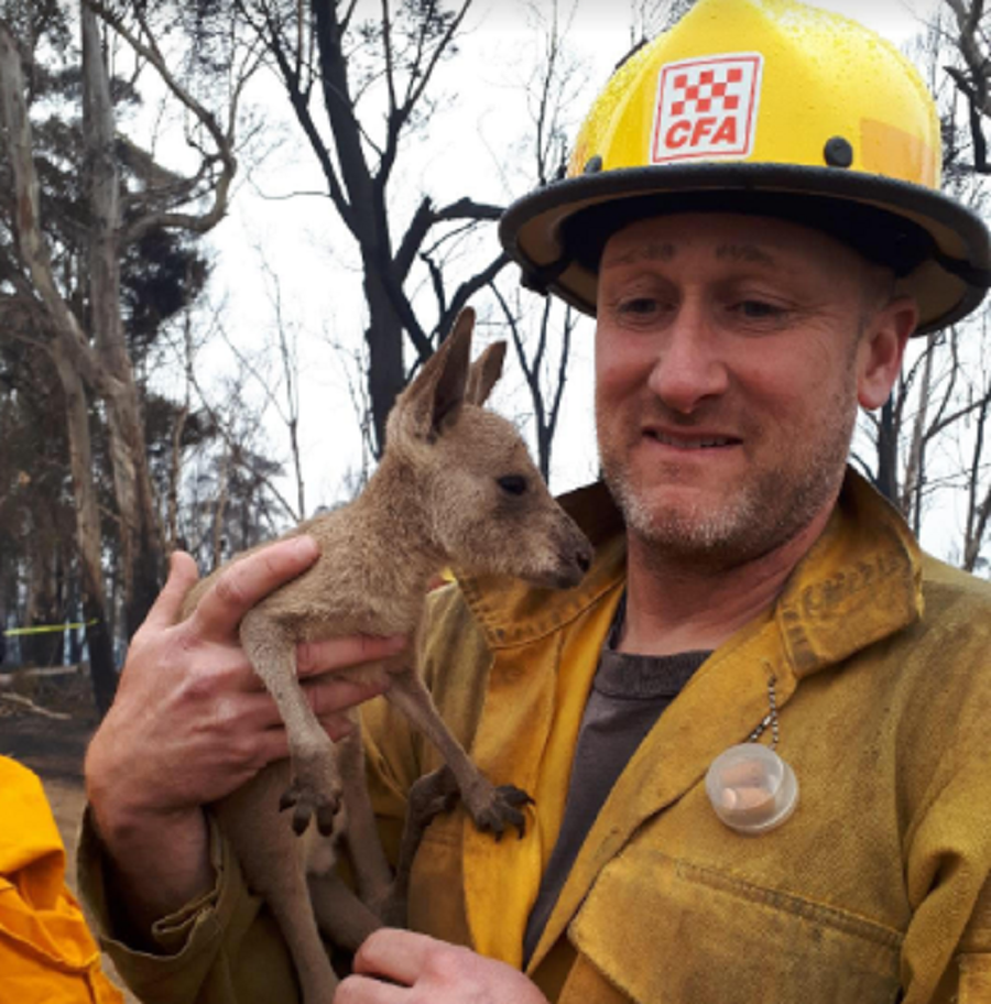 Un bombero forestal atiende a una cría de canguro durante los incendios