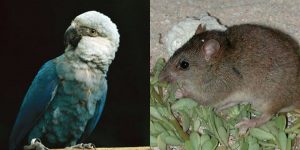 Últimos animales declarados extintos