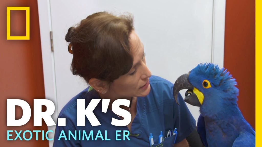 Doctora K: animales exóticos