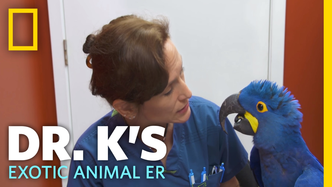 Disney Plus: sus mejores documentales de National Geographic sobre animales