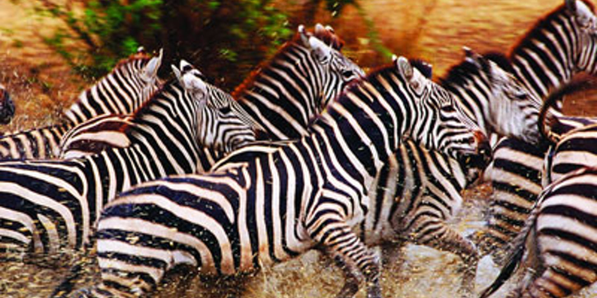 Disney Plus: sus mejores documentales de National Geographic sobre animales
