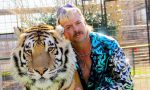 Lo que no cuenta ‘Tiger King’ sobre el drama de los tigres en cautividad