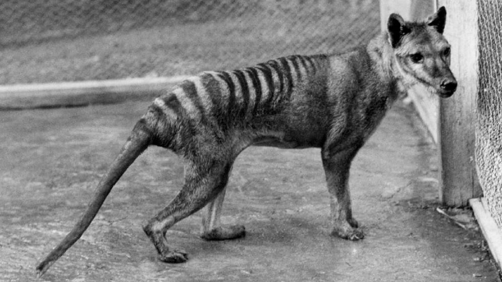 El extinto tilacino o Tigre de Tasmania