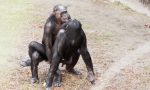 El asombroso estudio de la homosexualidad en animales: lo que sabe la ciencia de este comportamiento