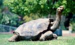 Diego, la tortuga ‘gigoló’ que con más de 800 hijos ha salvado a su especie de la extinción