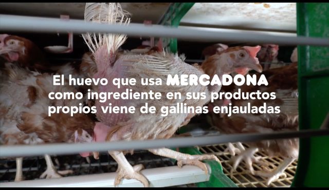 Qué es el ‘Welfare Washing’: la mala práctica de la que acusa la ONG Equalia a Mercadona por usar huevos de gallinas ponedores enjauladas